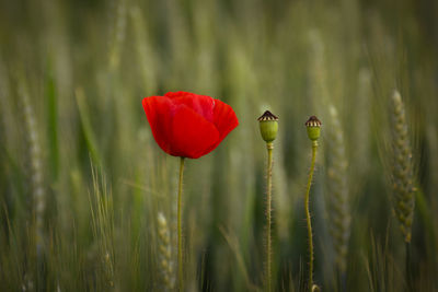 Close-up of red poppy flower