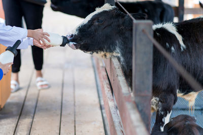 Little cow feeding from milk bottle in farm.