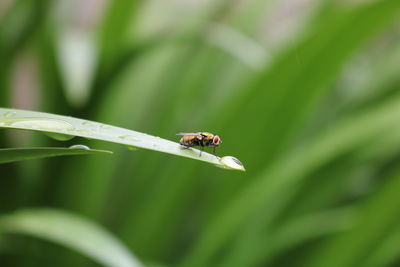 Close-up of insect on leaf