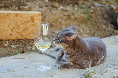 View of cat drinking from glass