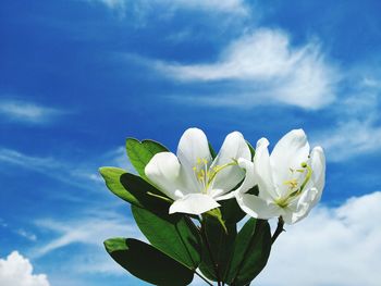 Close-up of white flowering plant against sky