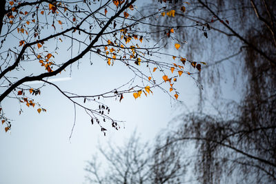 Low angle view of bare trees against sky during autumn