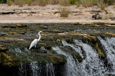 Great white egret standing near the edge of a waterfall in a river.