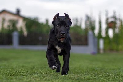 Portrait of a dog running on grass