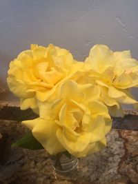 Close-up of yellow flower