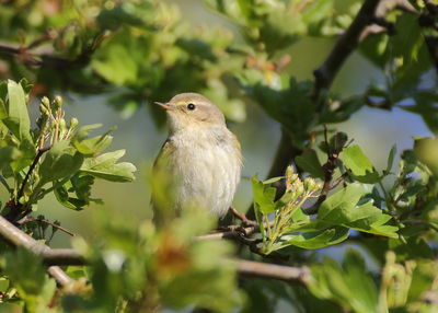 Close-up of bird perching on branch