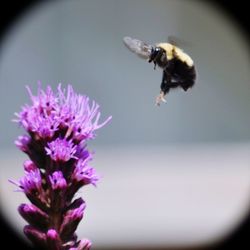 Close-up of bee pollinating on purple flower