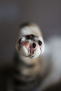 Close-up portrait of a dog