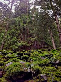 Plants and trees in forest