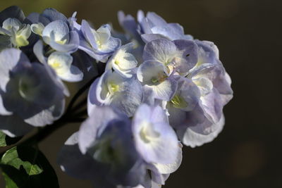 Close-up of purple hydrangea flowers