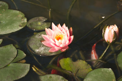 Close-up of lotus water lily in lake