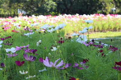 Close-up of fresh purple flowers in park