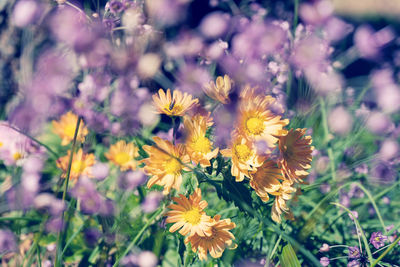 Close-up of yellow flowering plant on field