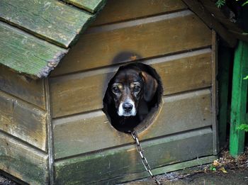 Portrait of black dog relaxing on wood