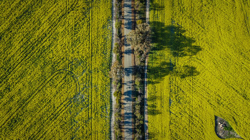 High angle view of agricultural field