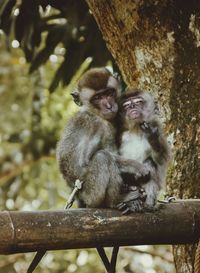 Monkeys sitting on tree trunk