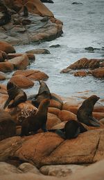 Seals on rocks