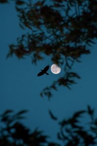 Low angle view of silhouette tree against sky