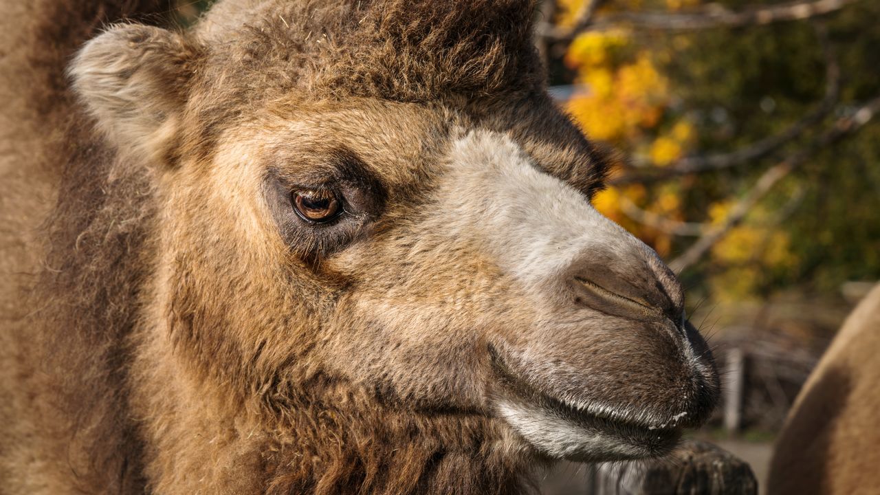 animal themes, one animal, animal, mammal, animal body part, close-up, animal head, animal wildlife, animals in the wild, focus on foreground, no people, looking, day, looking away, tree, hair, brown, outdoors, nature, domestic animals, animal eye, profile view, snout