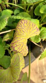 Close-up of fresh green plant