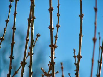 Low angle view of flowering plants against sky