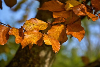 Close-up of dry leaves on plant during autumn