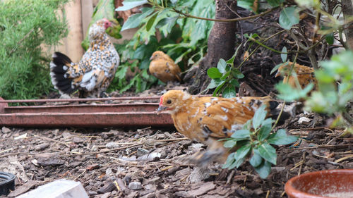 View of birds on land