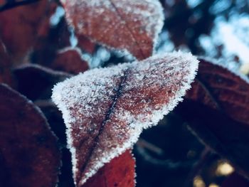 Close-up of frozen leaf during winter