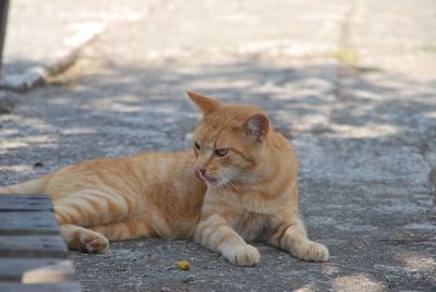 Cat looking away