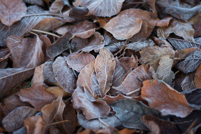 Full frame shot of leaves