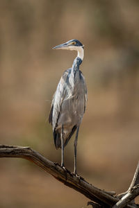 Gray heron perching on branch