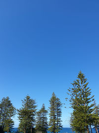 Low angle view of trees against clear blue sky