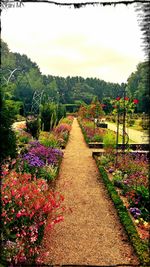 Footpath with flowering plants in garden