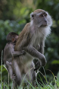 Close-up of monkey on grass