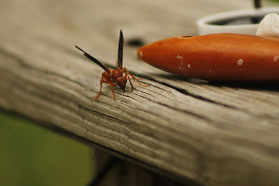 Close-up of insect on leaf