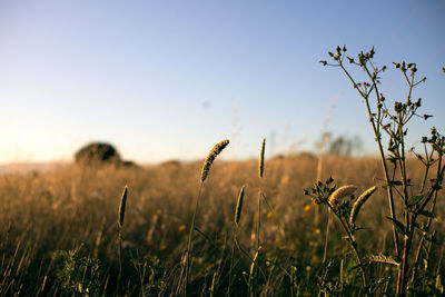 Close-up of plants growing on field against sky