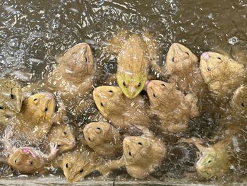 High angle view of koi carps swimming in lake