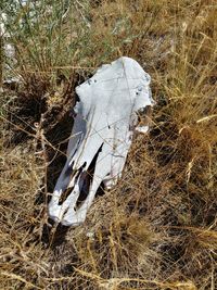 High angle view of animal skull on field