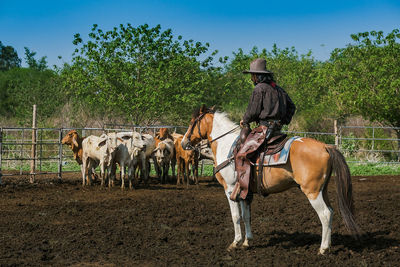 Cowboy sitting on horse at ranch during sunny day