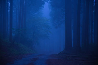Footpath in forest at night