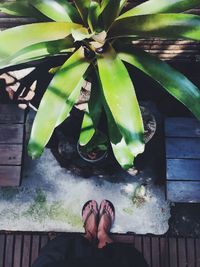 Low section of man standing by potted plant