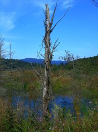 Bare tree by lake against sky