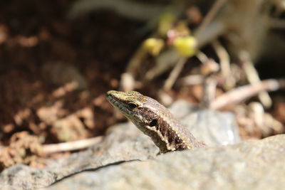 Close-up of lizard on rock