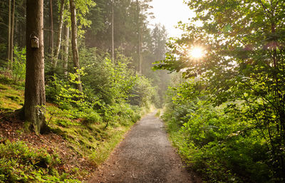 Road amidst trees in forest against bright sun