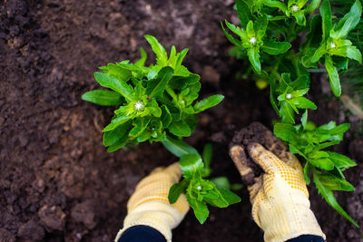 Cropped hand holding plant