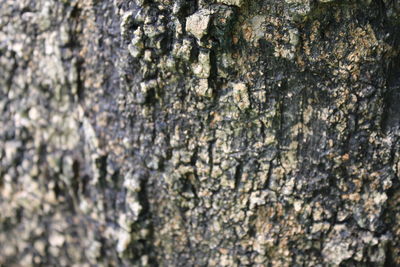 Close-up of lichen on tree trunk