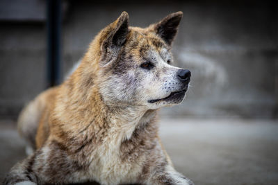 Close-up of a dog looking away