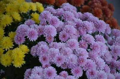 Full frame shot of multi colored flowers