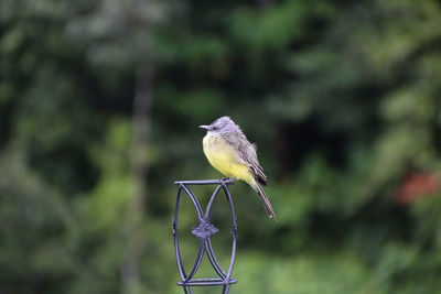 Close-up of bird perching on tree