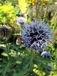 Close-up of bee pollinating on flower